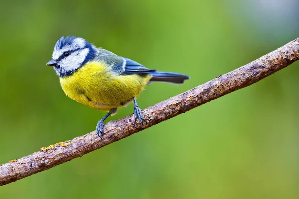 Blue Tit Parus Caeruleus Mediterranean Forest Castile Leon Spain Europe — Stock fotografie