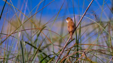 Reed Warbler, Acrocephalus scirpaceus, Tablas de Daimiel Ulusal Parkı, Daimiel, Ciudad Real, Castilla La Mancha, İspanya, Avrupa