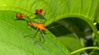 Shield Bug, Chust Bug, Hemiptera, Tropikal Yağmur Ormanları, Boca Tapada, Alajuela Eyaleti, Kosta Rika, Amerika