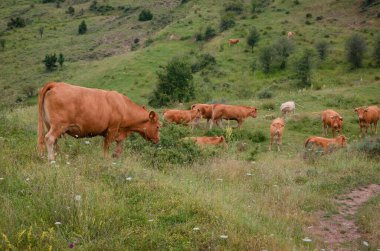 İspanyadaki La Rioja dağında inekler yemek yiyor
