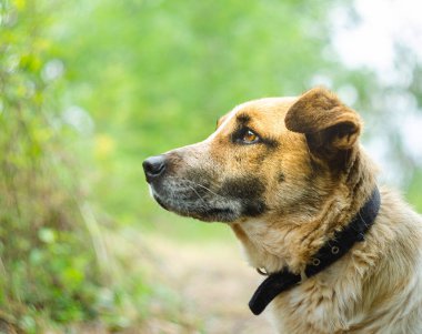 Sadece doğadaki kahverengi bir köpeğin portresi, sevimli bir gelincik.
