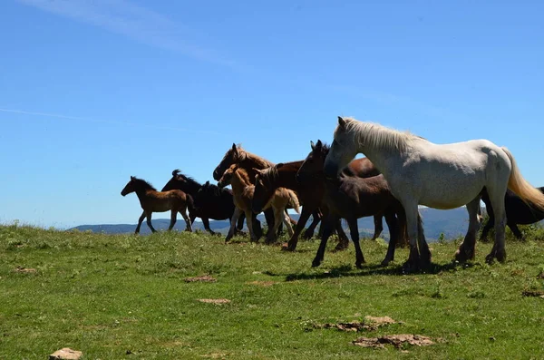 Horses Mountain Ready Run Hiking Path — Stock Photo, Image