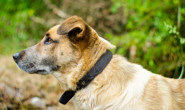 Sadece doğadaki kahverengi bir köpeğin portresi, sevimli bir gelincik.