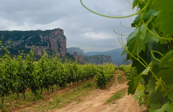 İspanya 'nın La Rioja dağındaki üzümlü manzara