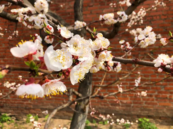 Flowering Apple Tree Flowering Tree Spring — Stock Photo, Image