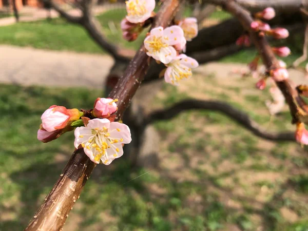 Flowering Apple Tree Flowering Tree Spring — Stock Photo, Image