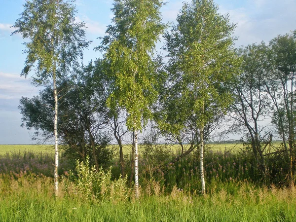 Betulla nel campo in una giornata estiva soleggiata — Foto Stock