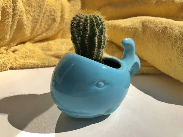 Cactus dans un pot de fleurs en forme de baleine — Photo