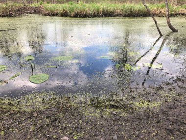 bulutlu bir günde kuru ağaçlarda bataklık