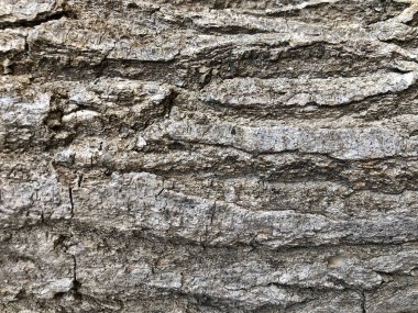 arka plan sunumu için gri ağaç kabuğu dokusu