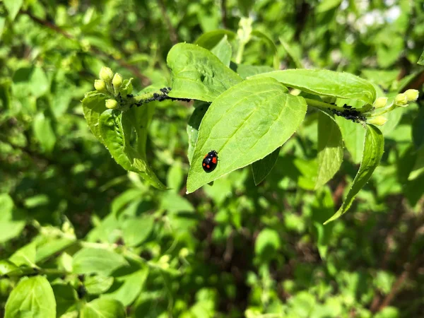 Czarny chrząszcz z czerwonymi plamami na zielonym liściu — Zdjęcie stockowe