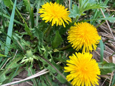 yeşil çim bir arka plan üzerinde sarı karahindiba makro çekim