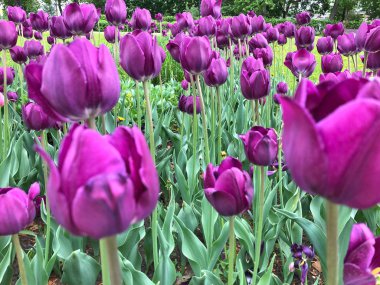 kartpostallar için tüm fotoğraflar üzerinde mor lale