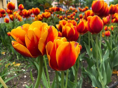 kartpostallar için tüm fotoğraflar turuncu lale