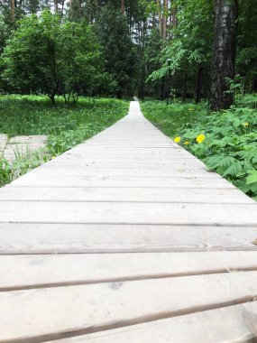 Orman aracılığıyla açık ahşap tahta yol