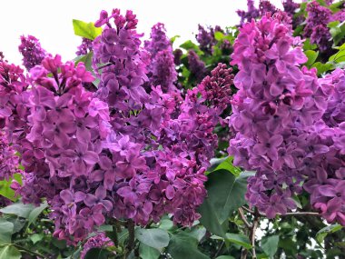 yeşil yaprakları bir arka planda Mor Lila