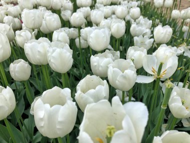 yeşil çim arka planda Beyaz Lale bir sürü