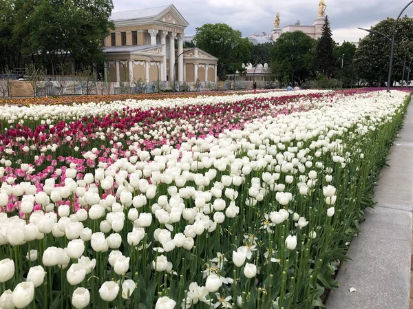 Tulipanes rojos blancos y rosados florecen juntos — Foto de Stock