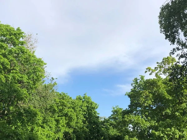 Ciel bleu avec nuages et arbres verts — Photo