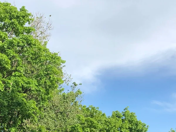 Ciel bleu avec nuages et arbres verts — Photo