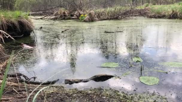 Staré zarostlé a opuštěné jezero pokryté chaluchem — Stock video