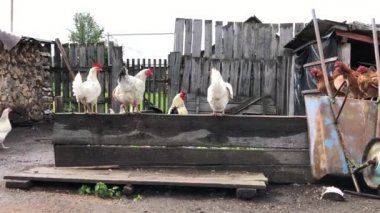 Horoz ve tavuklar, çiftlik 'da besleniyorlar ve yürür. Tavuk çiftliği.