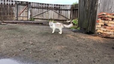 bahçede yürüyen gri noktalar ile beyaz kedi