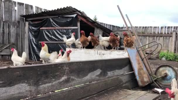 Rooster Chickens Feeding Farmyard Walk Chicken Farm — Stock Video