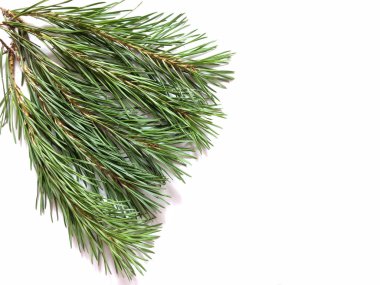 beyaz bir arka plan üzerinde çam yeşil dalları