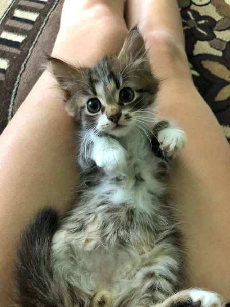 주인의 무릎에 누워 있는 귀여운 새끼 고양이 — 스톡 사진