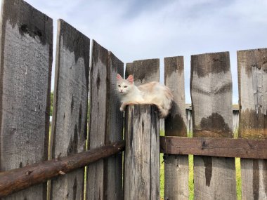 Tahta bir çitin üzerinde oturan beyaz bir kedi.