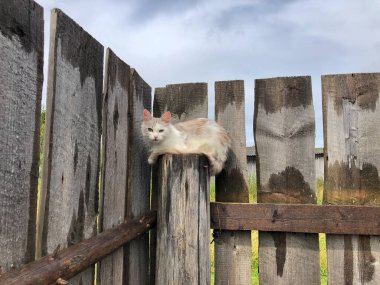 Tahta bir çitin üzerinde oturan beyaz bir kedi.