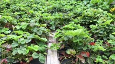 Çilekler arsa üzerinde olgunlaştırmak. Çilek ile sebze bahçesi