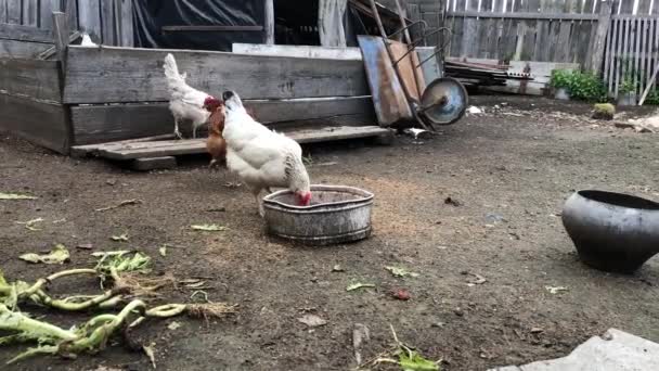 Gallo Polli Che Nutrono Cortile Camminano Allevamento Pollo — Video Stock