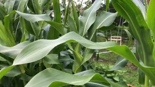 Campo Maíz Grande Balanceándose Suavemente Viento — Vídeos de Stock