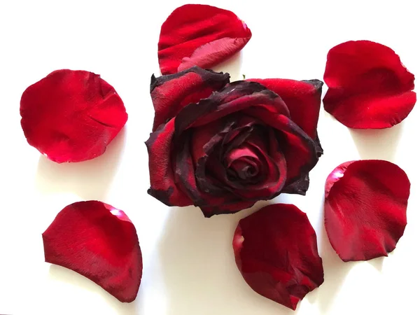 Una rosa roja aislada sobre un fondo blanco — Foto de Stock