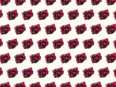 hafif bir arka plan üzerinde kırmızı bir gül deseni