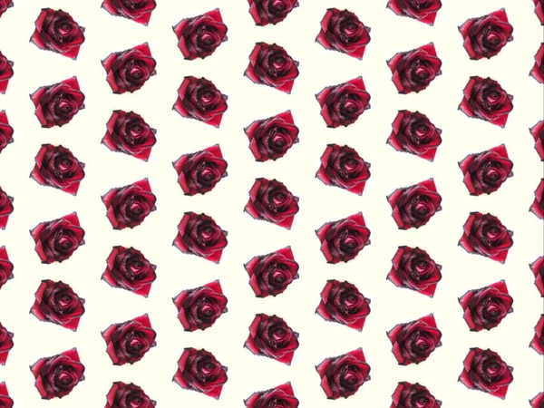 Een rode roos patroon op een lichte achtergrond — Stockfoto