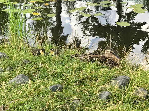 Canard avec des canetons assis sur la plage — Photo