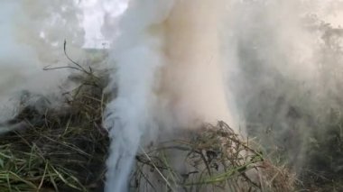 Yanmış yapraklardan çıkan kül, alevler ve dumanın yakın lığı, detaylı yapı