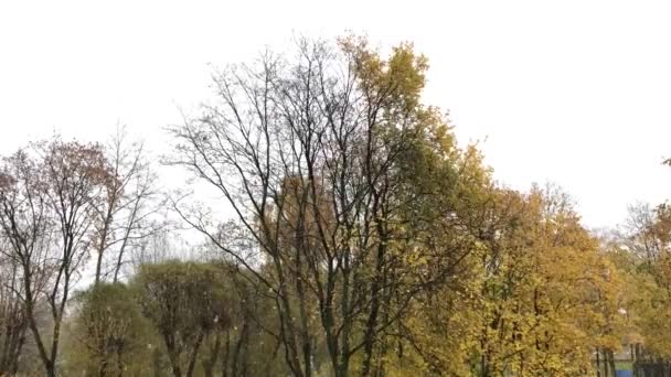 Neve está caindo em árvores de outono no parque. Primeiro outono nevasca . — Vídeo de Stock