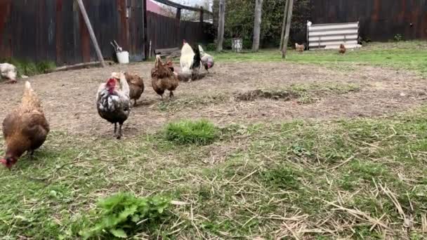 Gallo con polli nel cortile del villaggio. Polli che camminano nel cortile del pollo . — Video Stock