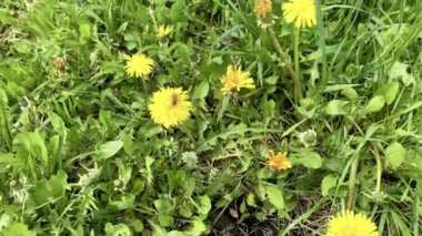 Arı karahindiba çiçeklerinden nektar toplar ve onları tozlaştırır.