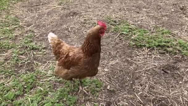 Κόκκινες Κότες Κουβαλάνε Κότες Στην Αυλή Πορτοκαλί Κοτόπουλο Στην Αυλή — Αρχείο Βίντεο