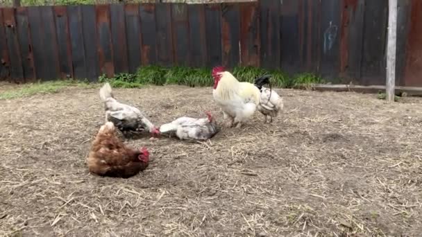 Gallo Con Polli Nel Cortile Del Villaggio Polli Che Camminano — Video Stock