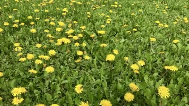 Ein Feld Aus Gelben Löwenzahn Das Wind Schwankt Nahaufnahme — Stockvideo