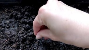 Bahçeye tohum eken çiftçi elleri. Tohumları toprağa koyan bir kızın ellerinin yakın çekimi. Organik tarım ve baharda bahçıvanlık kavramı