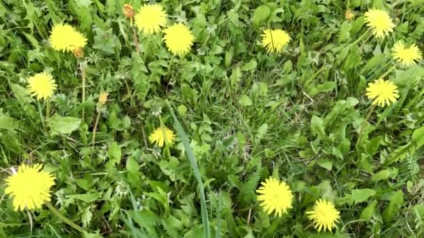 Campo Dientes León Amarillos Que Balancean Viento Cerca — Vídeos de Stock