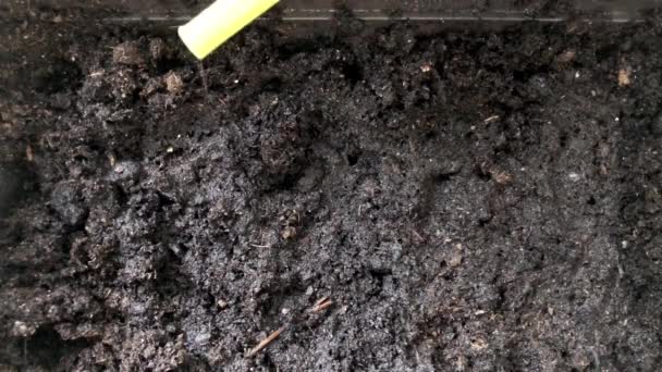 Arrosage peut arroser le sol dans un pot . — Video