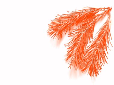 Çam dalının bir parçası. Beyaz arka planda izole edilmiş. Lükse Lav